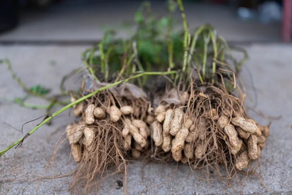 圖片[2]-農村暴利生意：400元成本，2個月賺數十萬！