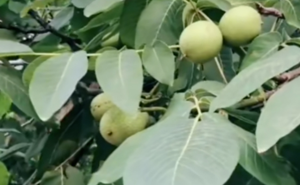 山上致富！不外出打工，年入百萬，門檻低易上手！-資源網(wǎng)站