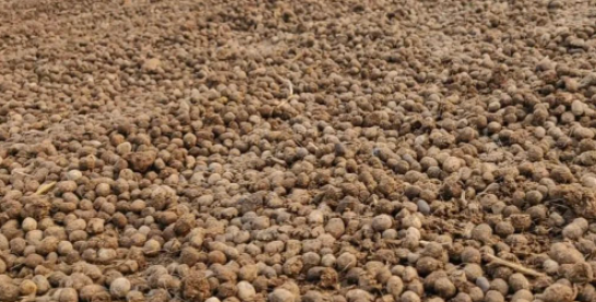 圖片[1]-農村創業，發掘無限商機，年收入百萬不是夢