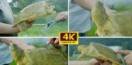 圖片[2]-小本生意大賺錢：1斤利潤20多，一天收購50-80斤，不容錯過！