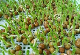 高效種植，年年收益，南北皆宜，快速賺錢！-資源網站