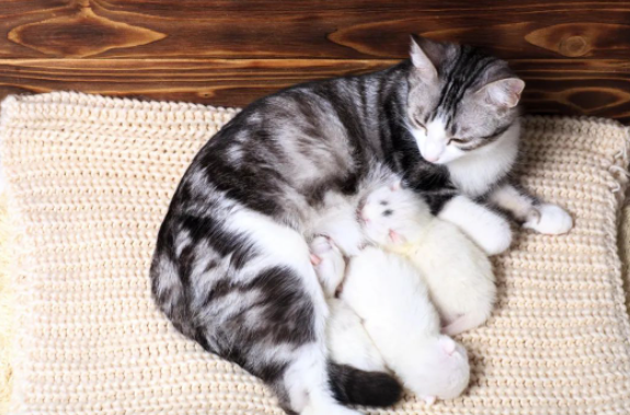 1500元入手-5個月輕松賺20萬!新興行業商機值得關注!-資源網站