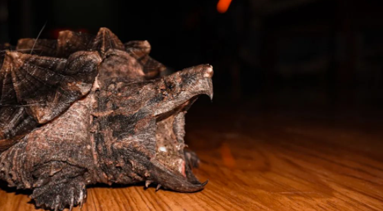 圖片[1]-冷門養殖行業-1只賣1260元_一個大棚年入30萬-真暴利！