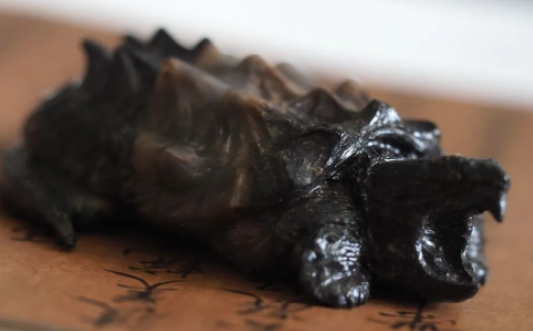 圖片[3]-冷門養殖行業-1只賣1260元_一個大棚年入30萬-真暴利！