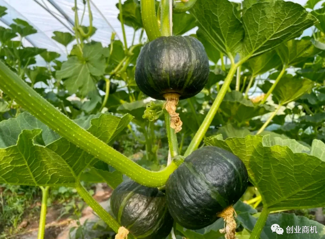 農村暴利種植，一畝地竟然能產8000斤，年收益15萬，市場供不應求！-資源網站