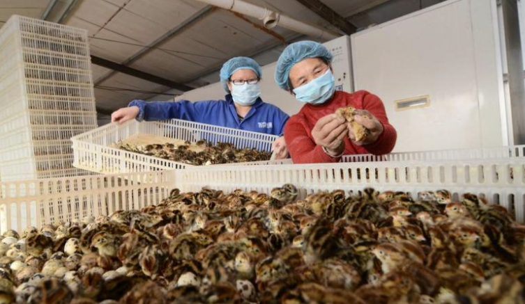 鵪鶉鳥市場價多少元一只？鵪鶉養殖前景如何？-資源網站