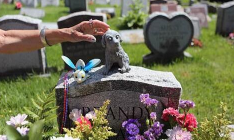 寵物殯葬利潤高不起眼的新起偏門暴利行業-資源網站