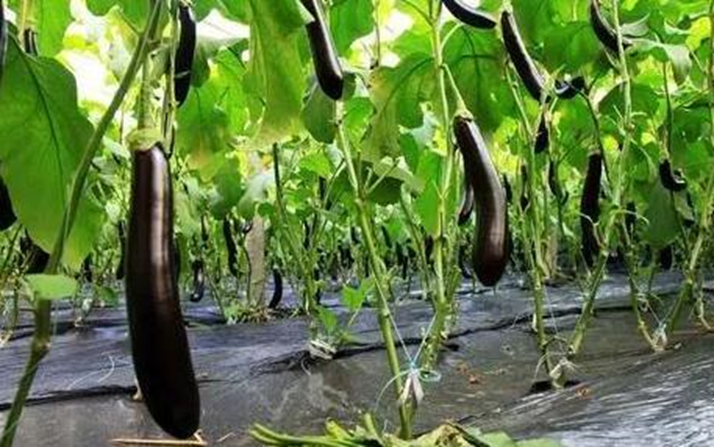 農村適合普通人的暴利行業（幾種利潤非常高的小項目）-資源網站