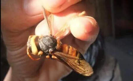 圖片[3]-偏門暴利行業：農村大叔飼養虎頭蜂60天賺600萬